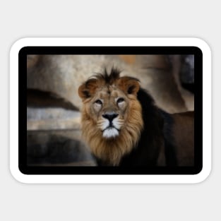 lion - portrait Sticker